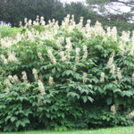 Aesculus parviflora Bottlebrush Buckeye