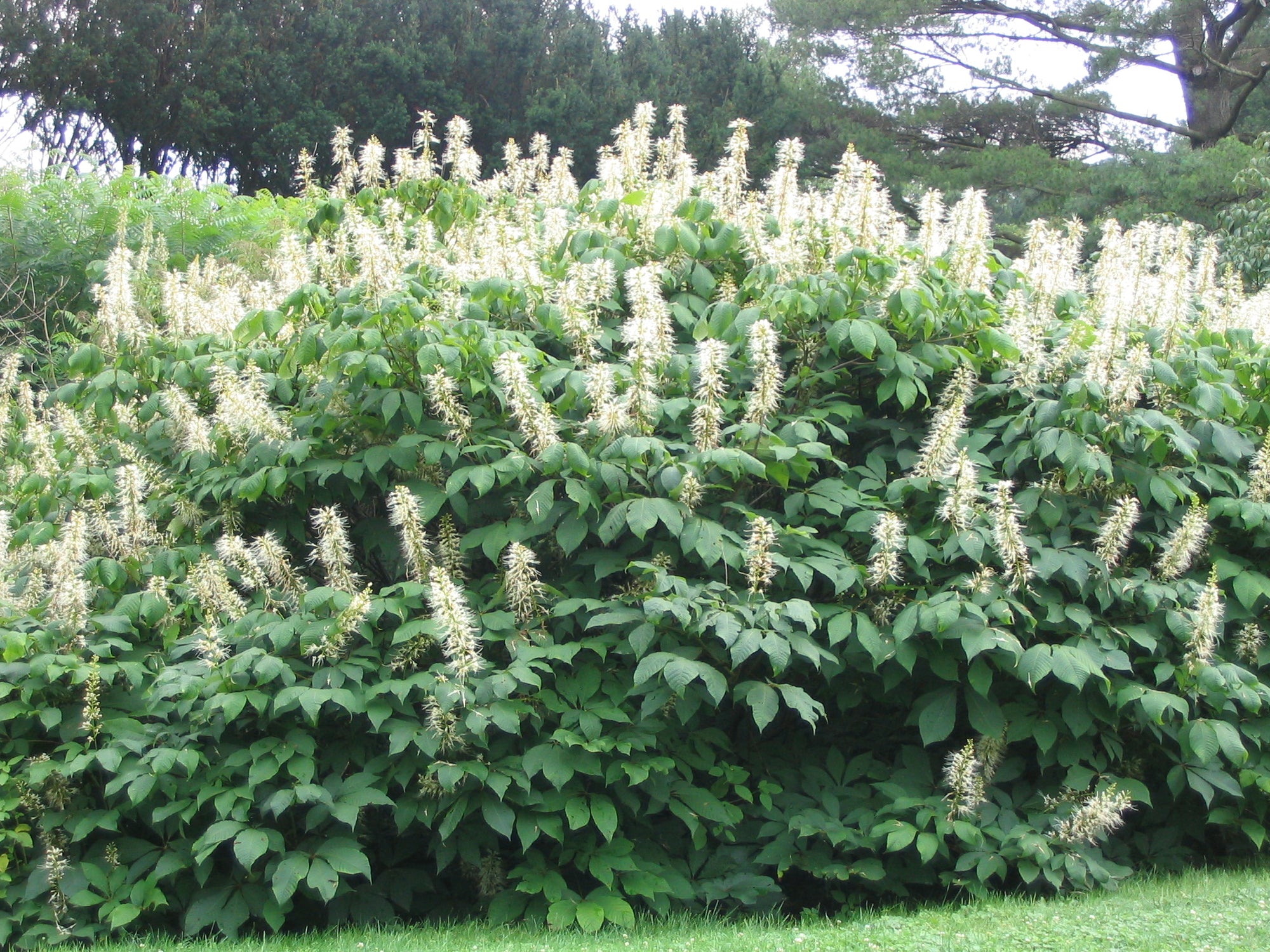 Aesculus parviflora Bottlebrush Buckeye