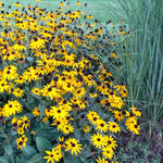 Rudbeckia fulgida Goldsturm Black Eyed Susan