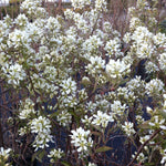Amelanchier alnifolia Regent Regent Saskatoon Berry