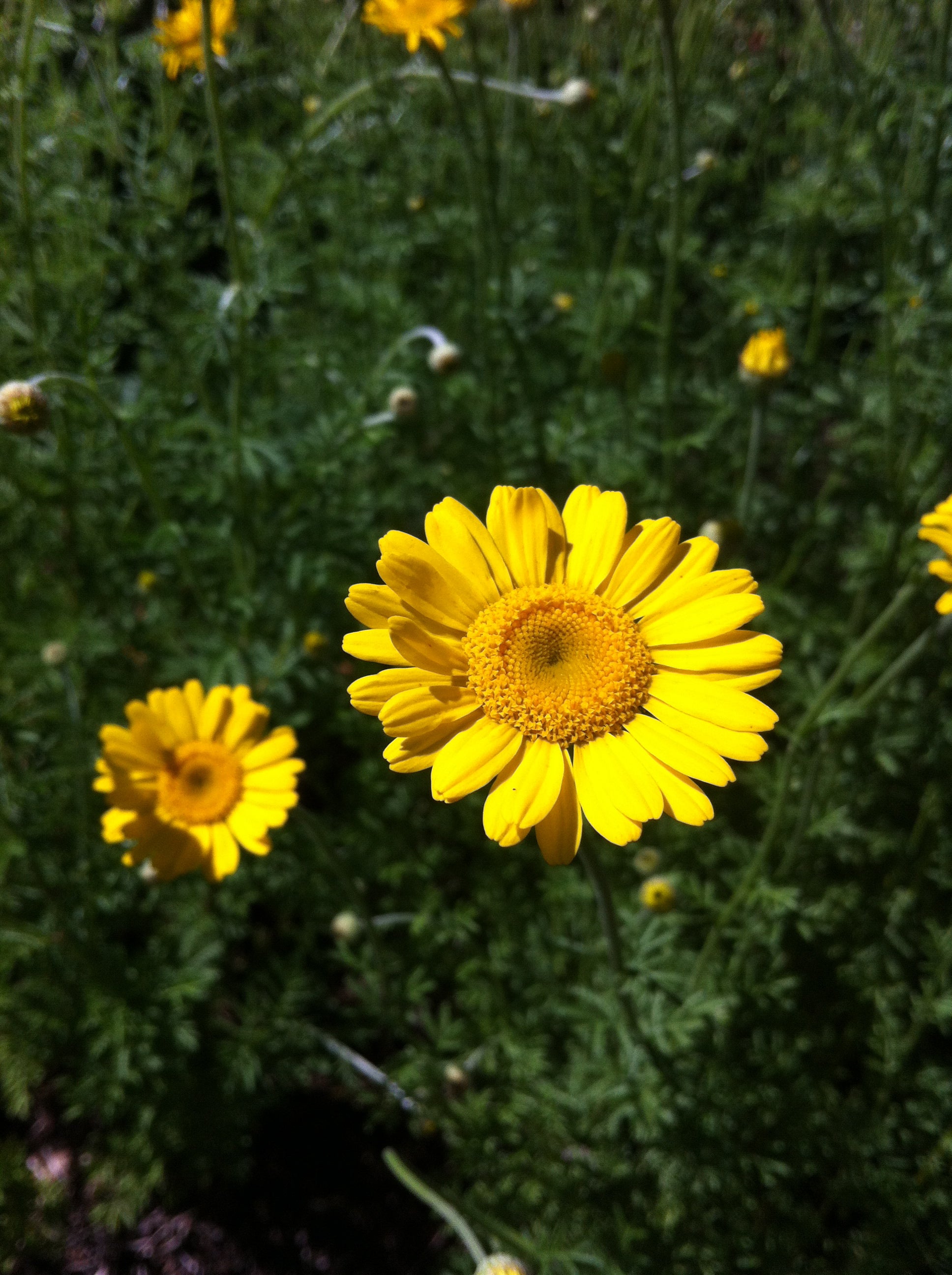 Anthemis tinctoria Kelwayi Golden Marguerite