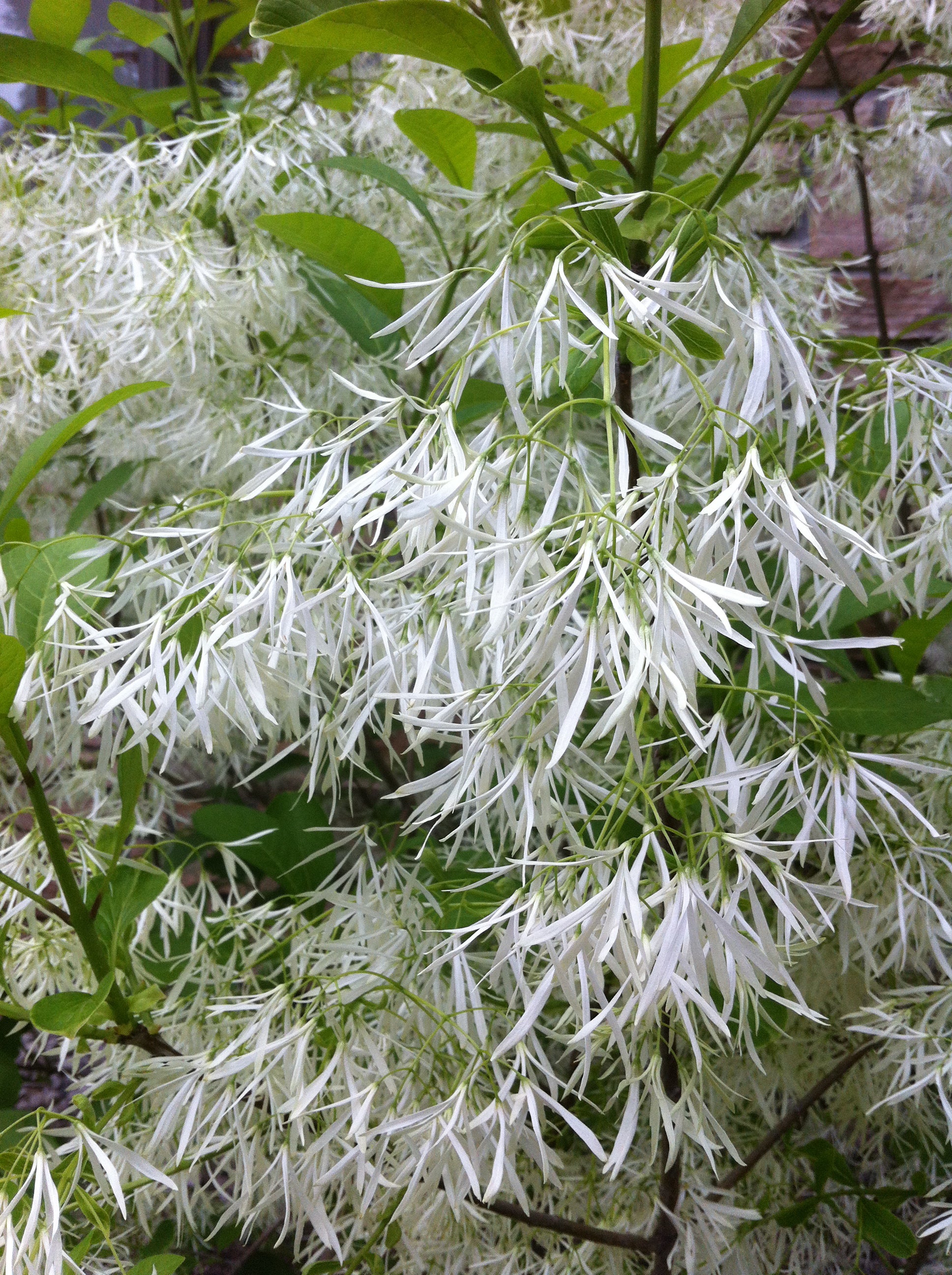 Chionanthus virginicus Fringetree