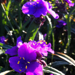 Tradescantia x Concord Grape Spiderwort