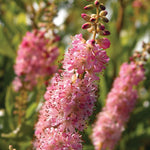 Clethra alnifolia Ruby Spice Summersweet