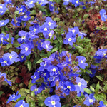 Veronica peduncularis Georgia Blue Russian Speedwell