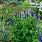 Veronica x Sunny Border Blue Spike Speedwell