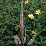 Veronicastrum virginicum Lavender Towers Lavendelturm Lavender Towers Culver's Root