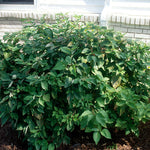 Cornus amomum Silky Dogwood
