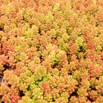 Sedum album Carpet Stonecrop