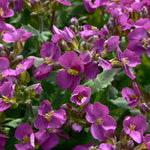 Arabis arendsii Compinkie Rock Cress