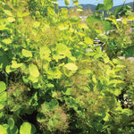 Cotinus coggygria Golden Spirit Ancot PP13082, COPF Golden Spirit Smokebush
