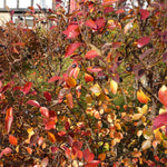 Cotoneaster acutifolius Peking Cotoneaster