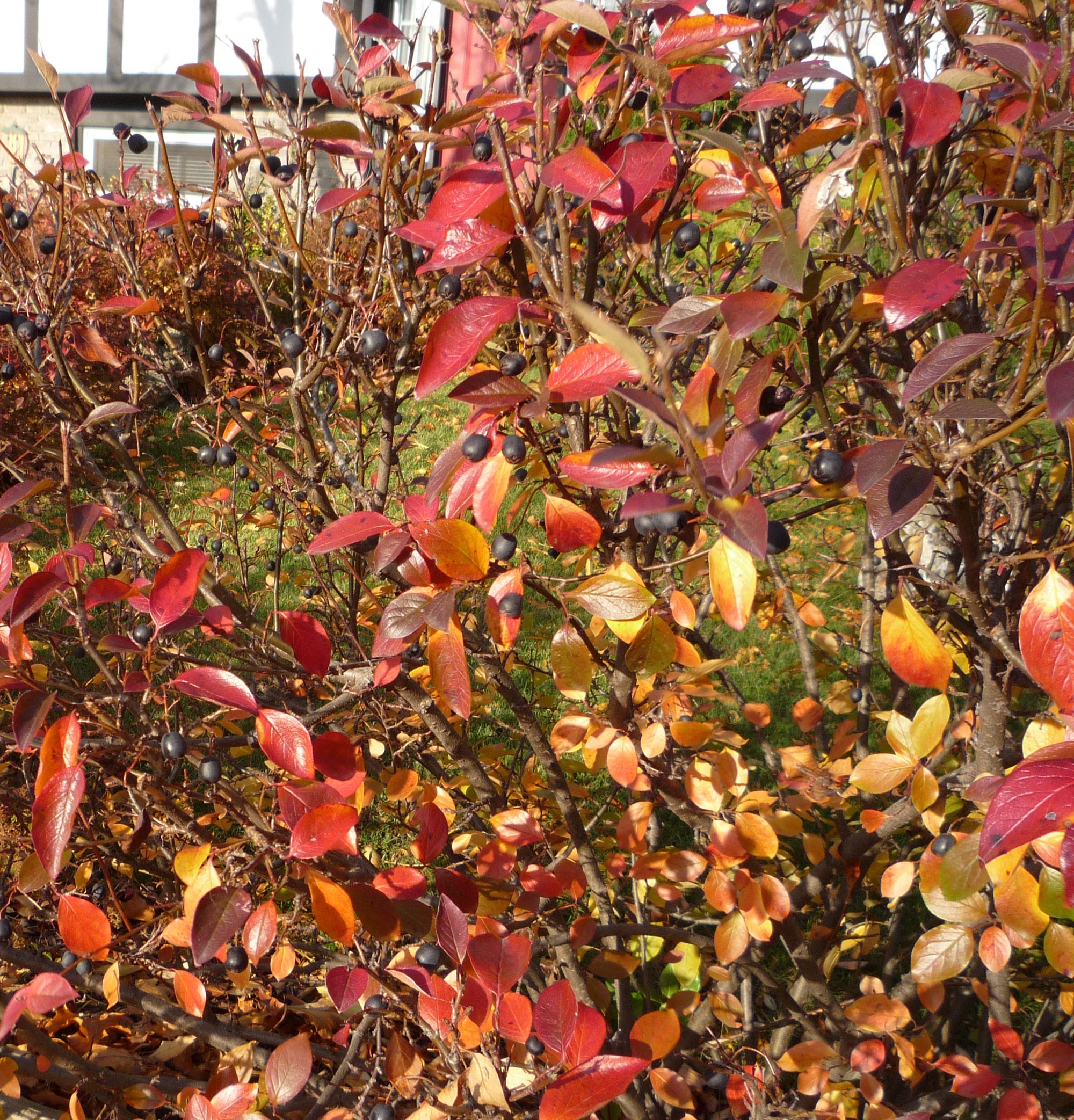Cotoneaster acutifolius Peking Cotoneaster