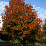 Acer nigrum Green Column PP3722 Green Column Maple