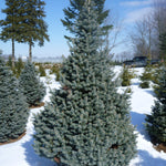 Abies lasiocarpa Glauca Compacta Compact Rocky Mountain Fir