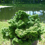 Chamaecyparis obtusa Kosteri Koster's Hinoki Falsecypress