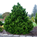 Chamaecyparis obtusa Nana Gracilis Dwarf Hinoki Falsecypress