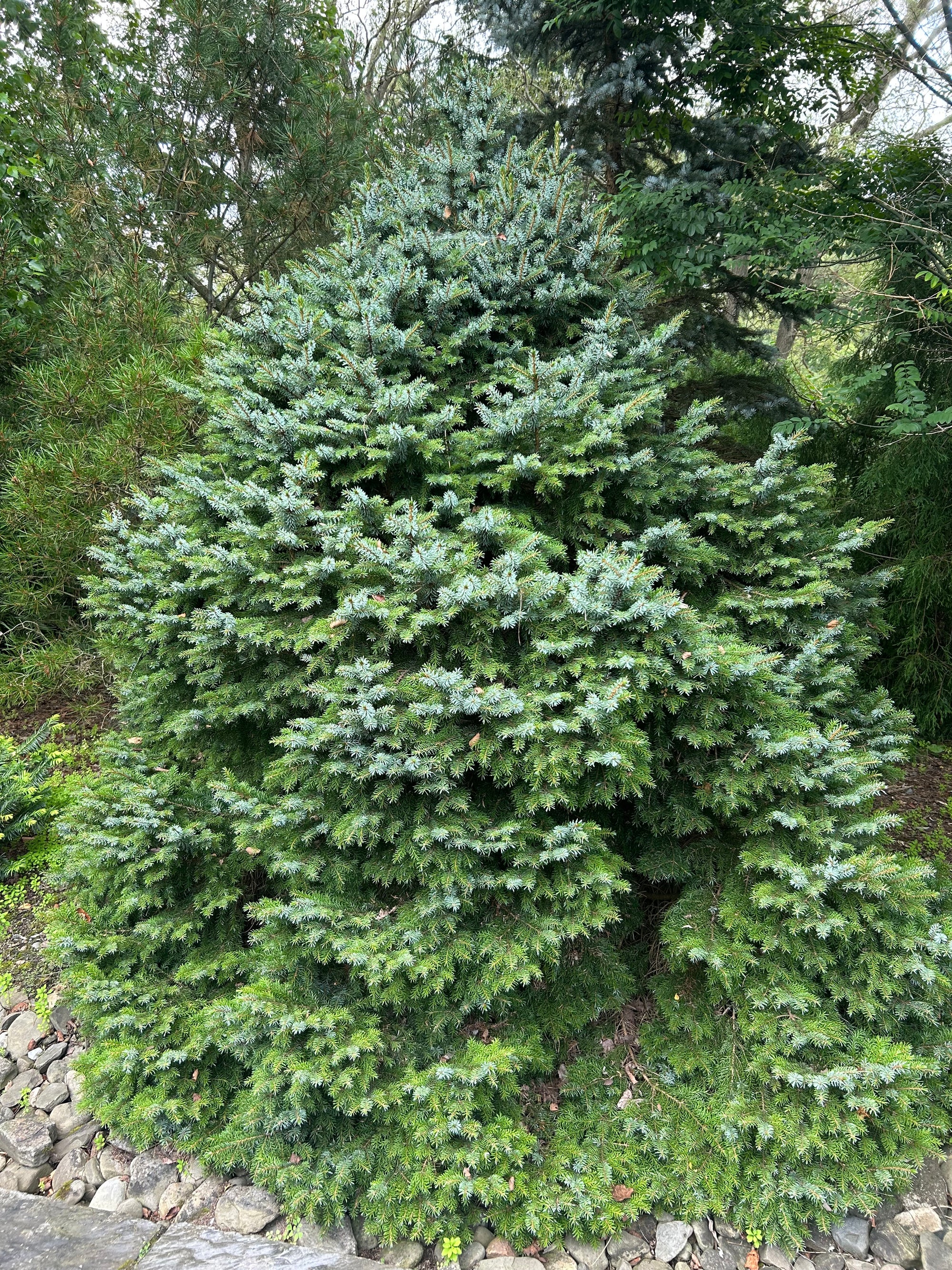 Picea omorika Nana Dwarf Serbian Spruce