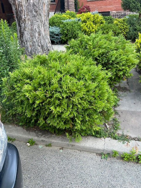 Thuja occidentalis Woodwardii Woodward Cedar
