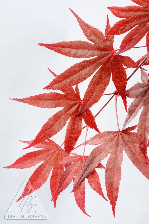 Acer palmatum Fireglow Fireglow Japanese Maple
