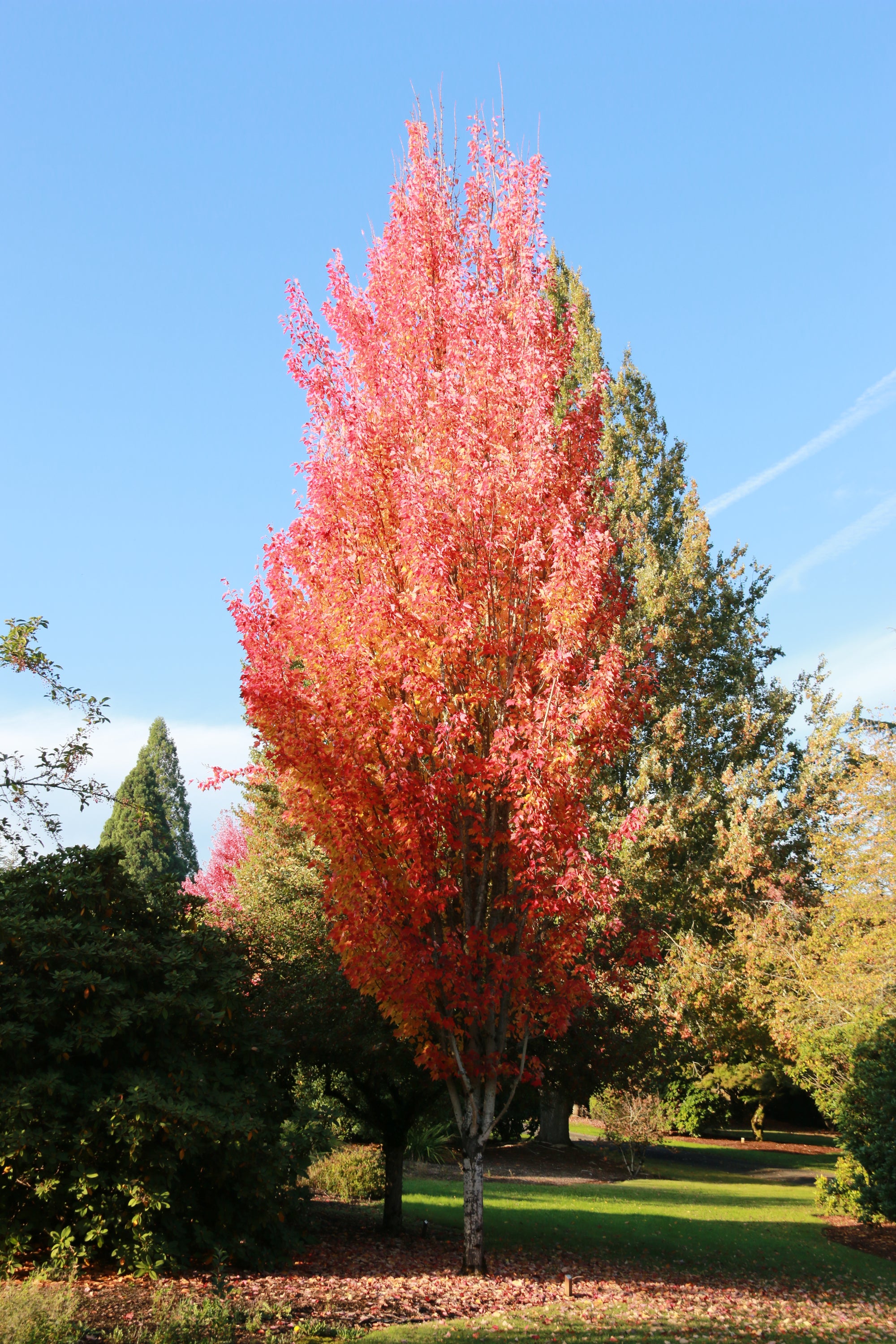 Acer rubrum Red Rocket Red Rocket Maple