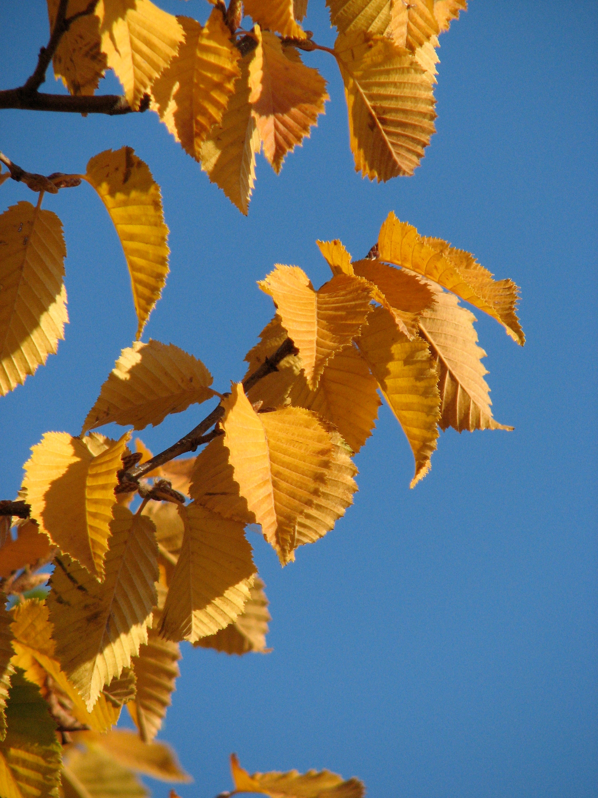 Carpinus betulus Emerald Avenue JFS KW1CB PP22814 Emerald Avenue Hornbeam