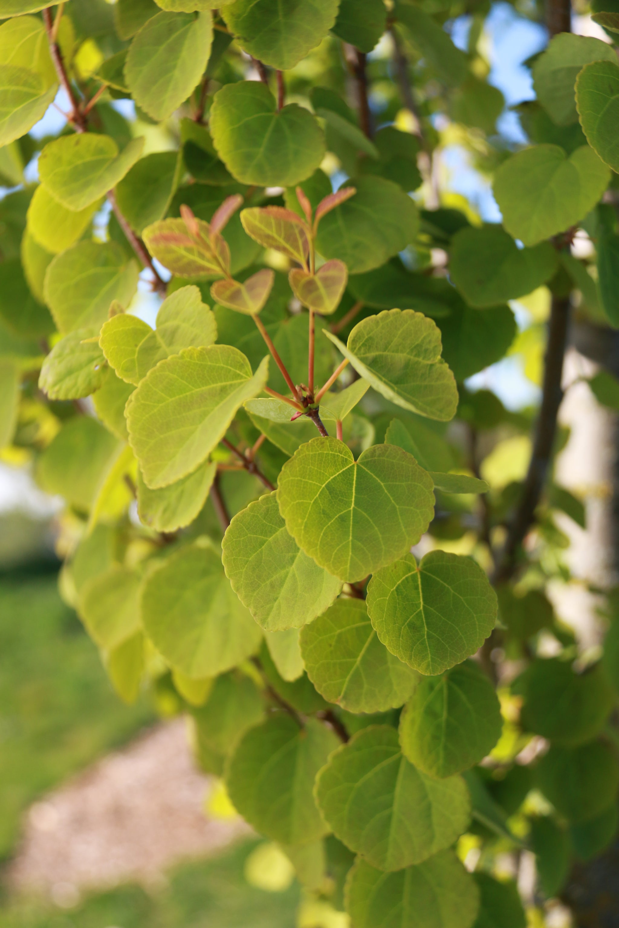 Cercidiphyllum japonicum Hanna's Heart Biringer PP21711 Hanna's Heart Katsura