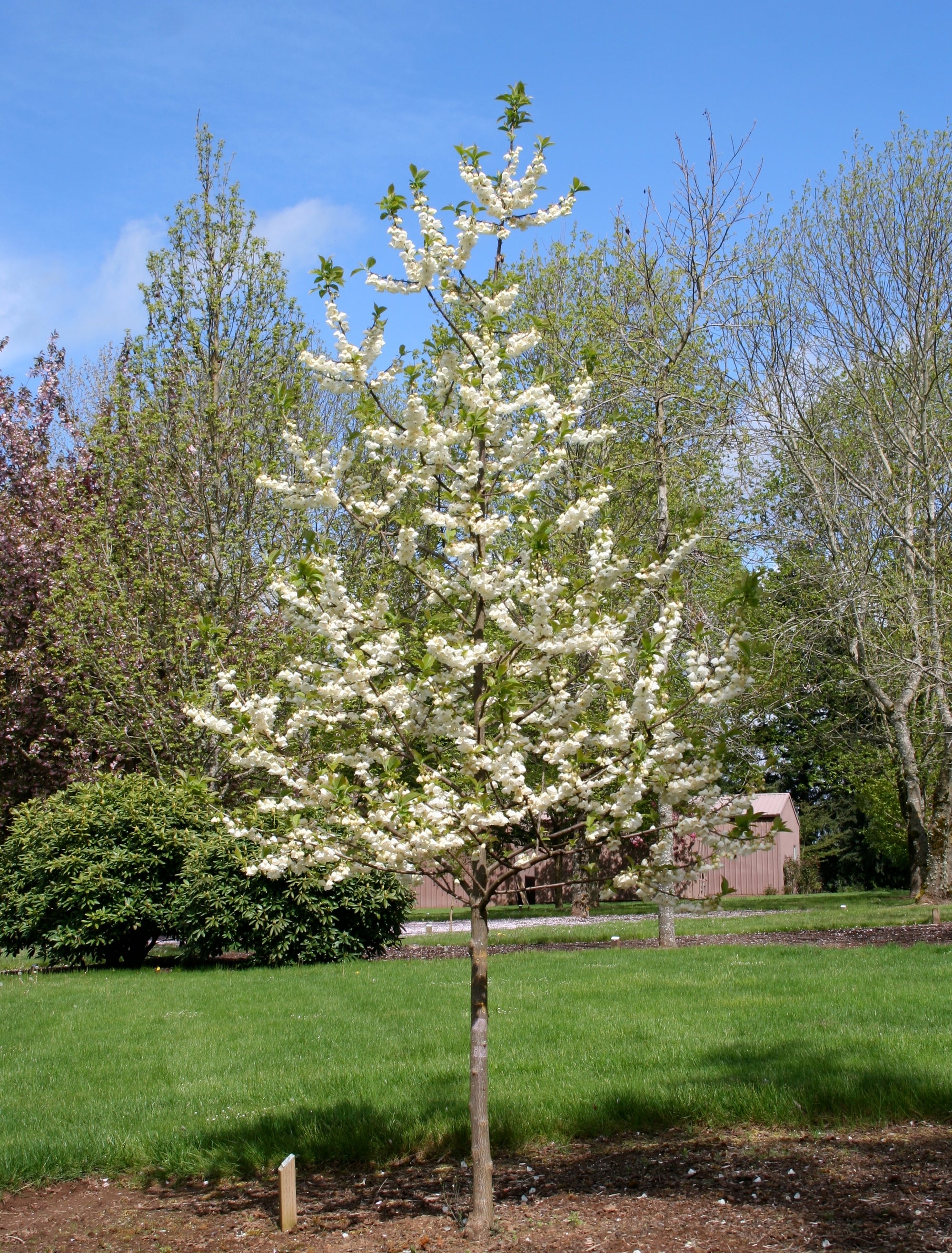 Halesia carolina UConn Wedding Bells Silverbell