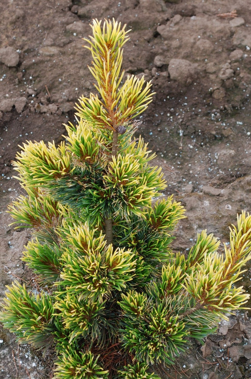 Pinus parviflora Goldilocks Goldilocks Japanese White Pine