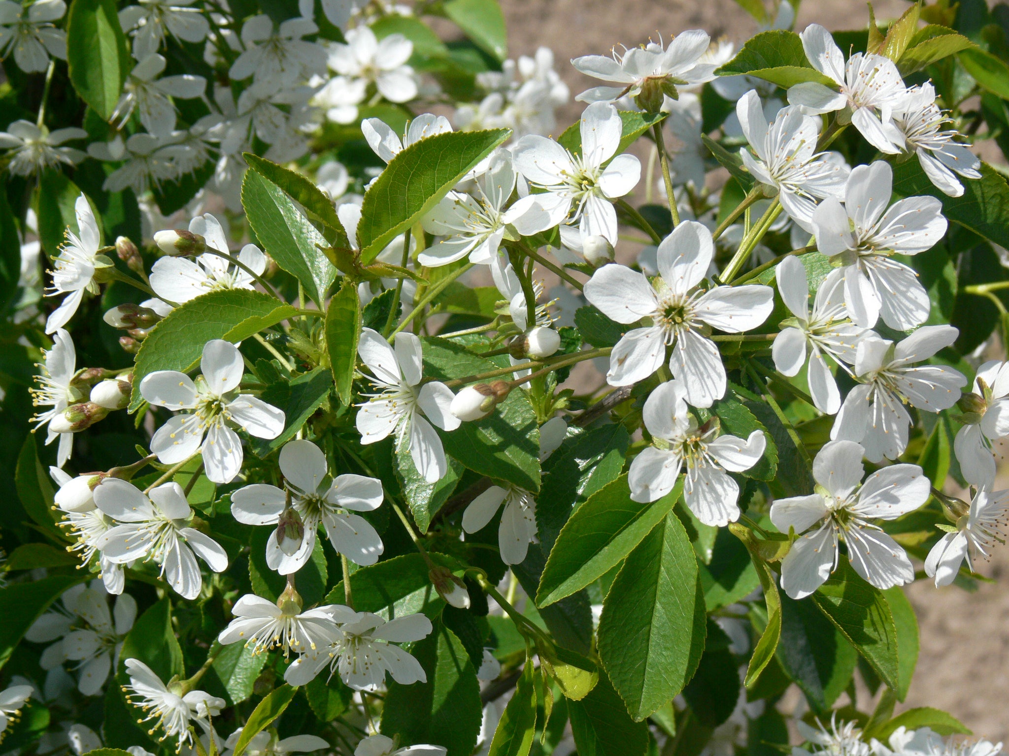 Cherry shrub Romeo Romeo Cherry