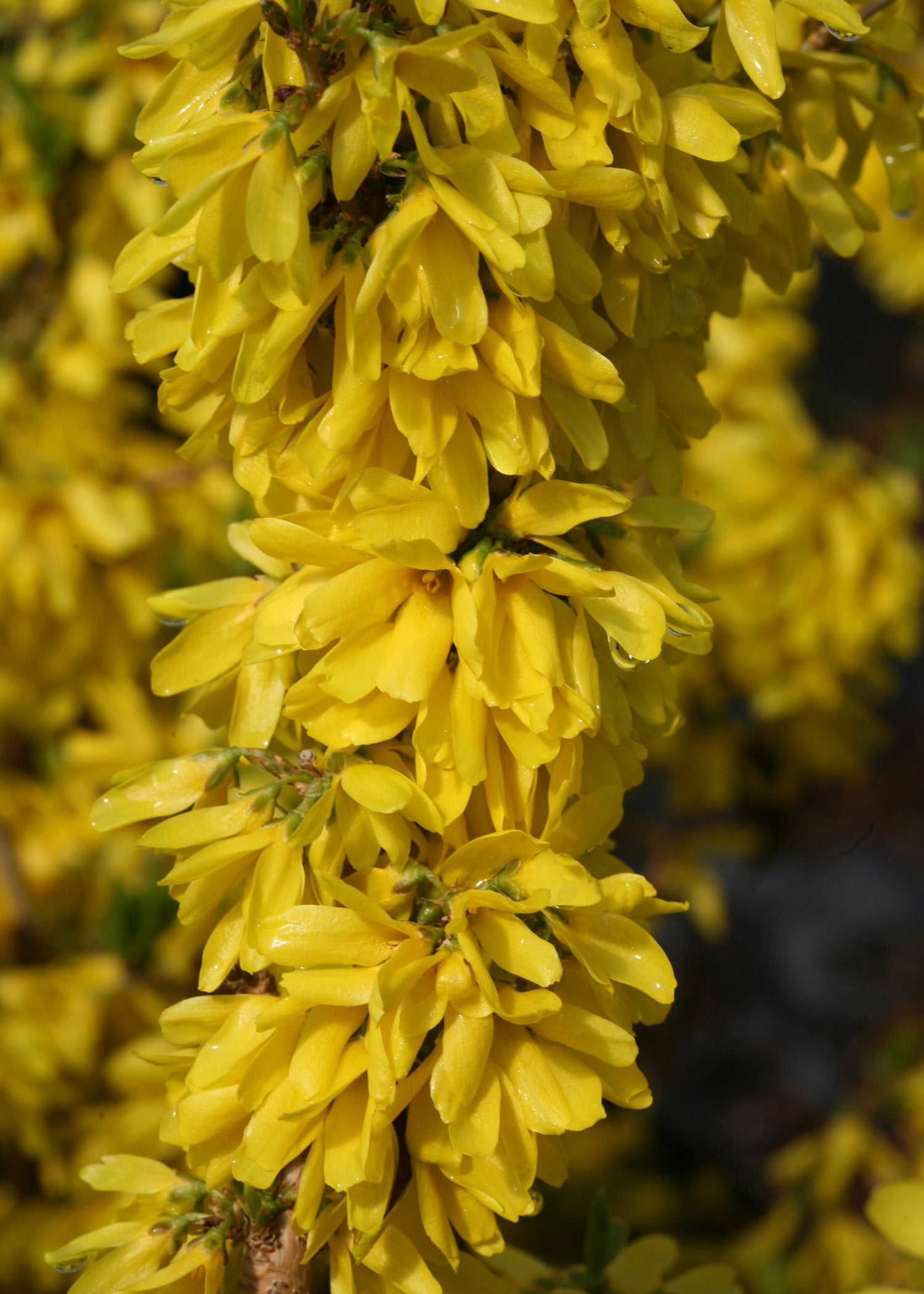 Forsythia x intermedia Show Off Starlet Minfor6 PP24361 Show Off Starlet Forsythia