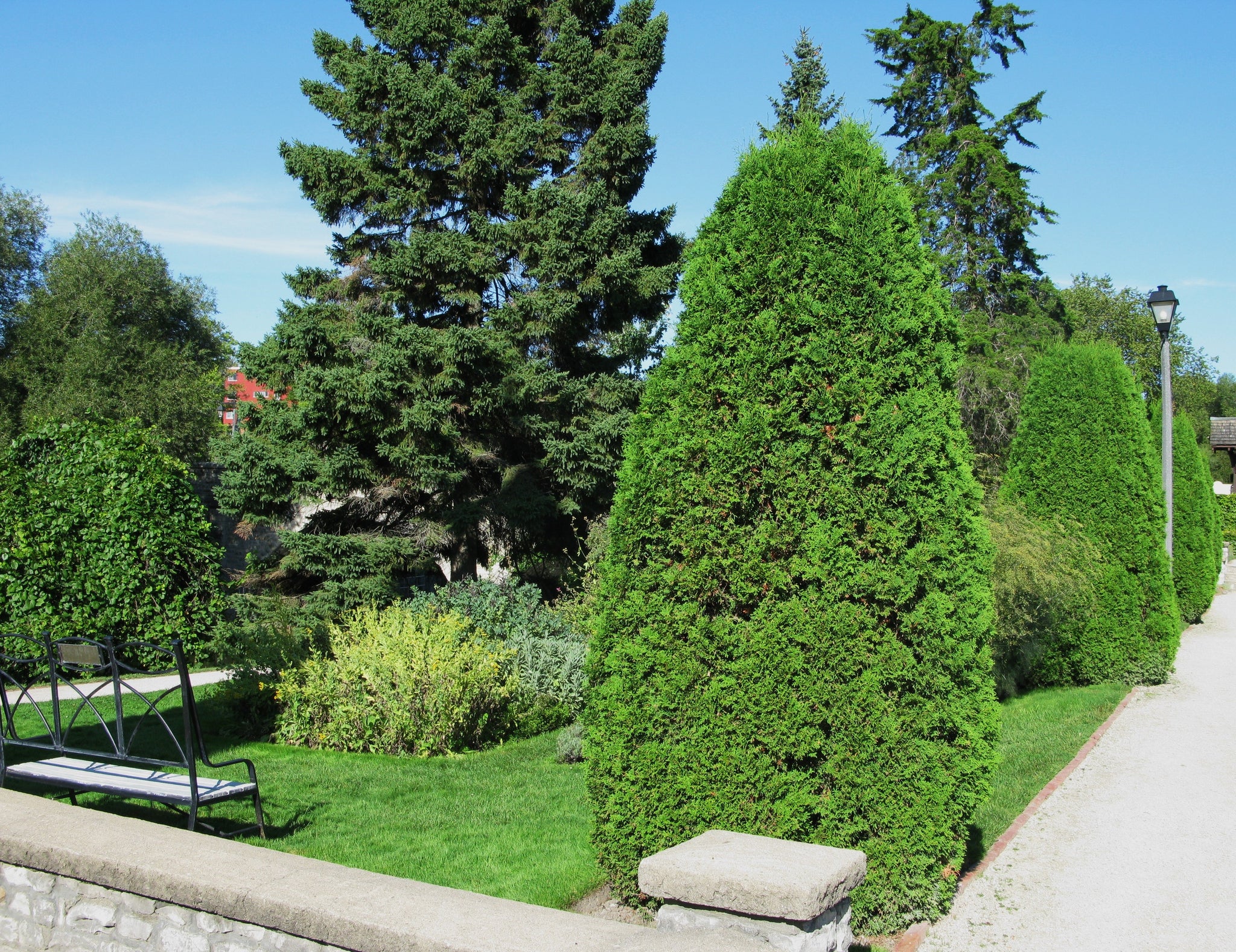 Thuja occidentalis Brandon Brandon Pyramidal Cedar