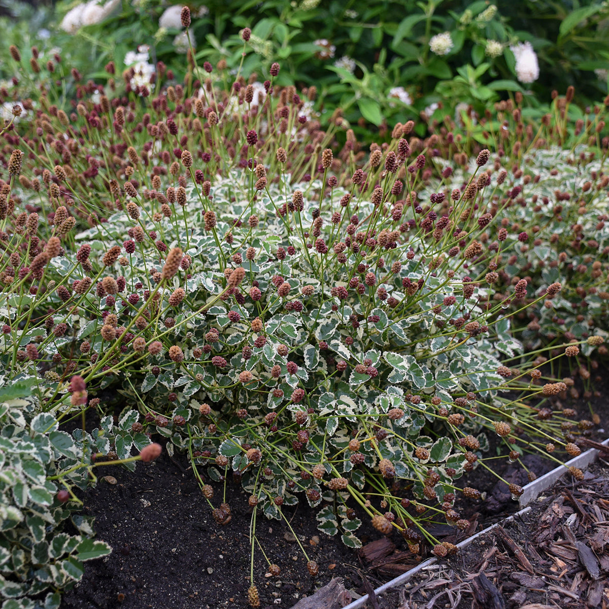 Sanguisorba off. var. mic. Little Angel Dwarf Burnet