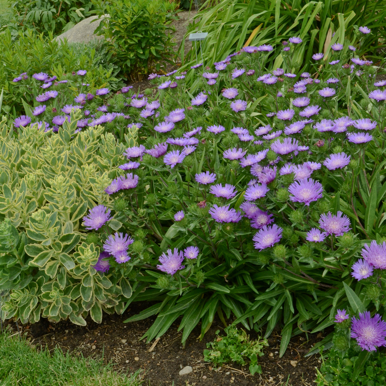 Stokesia laevis Honeysong Purple Stokes' Aster