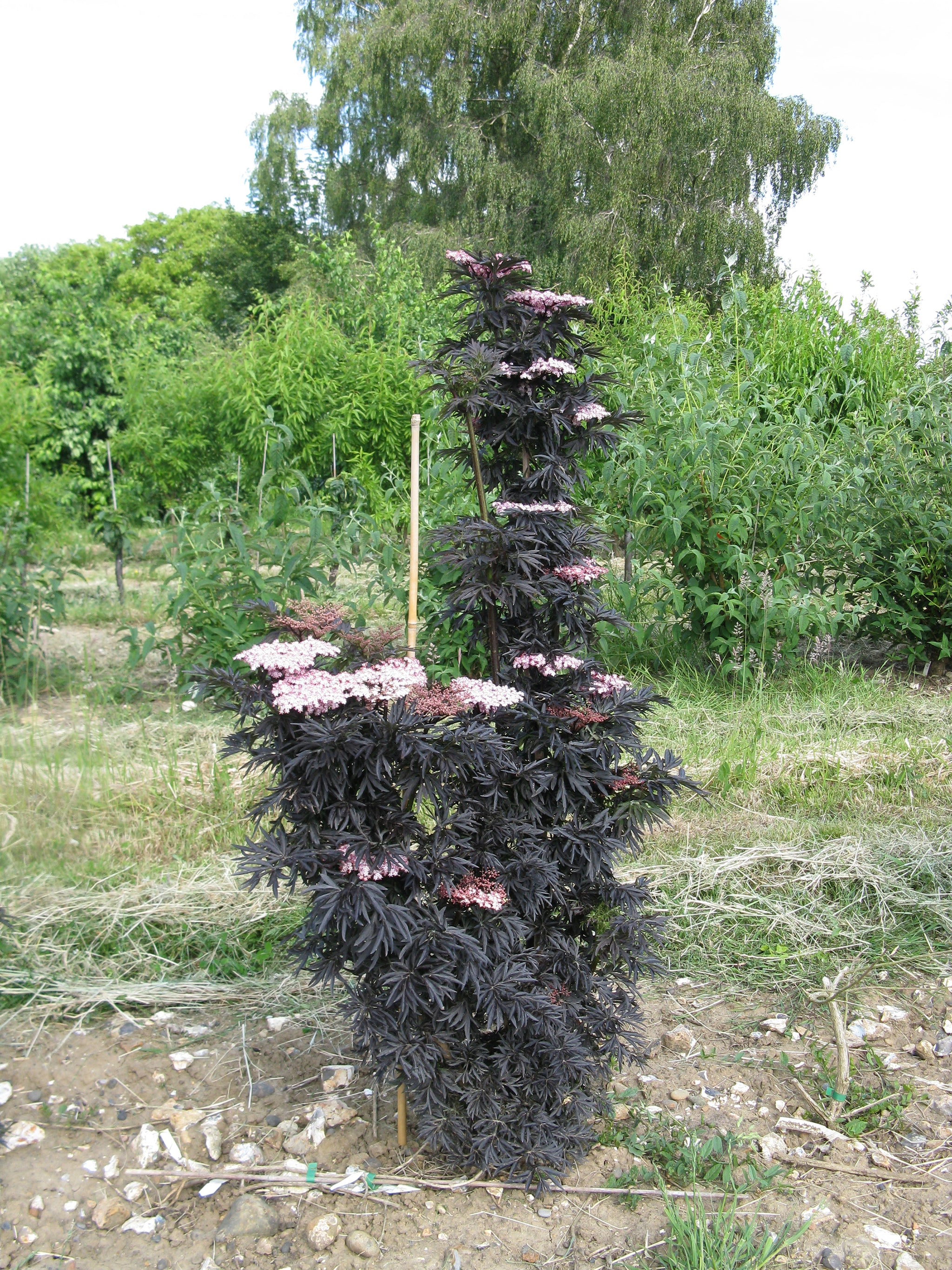 Sambucus nigra Laced Up SNR1292 PP29051, CPBRAF Laced Up Elderberry