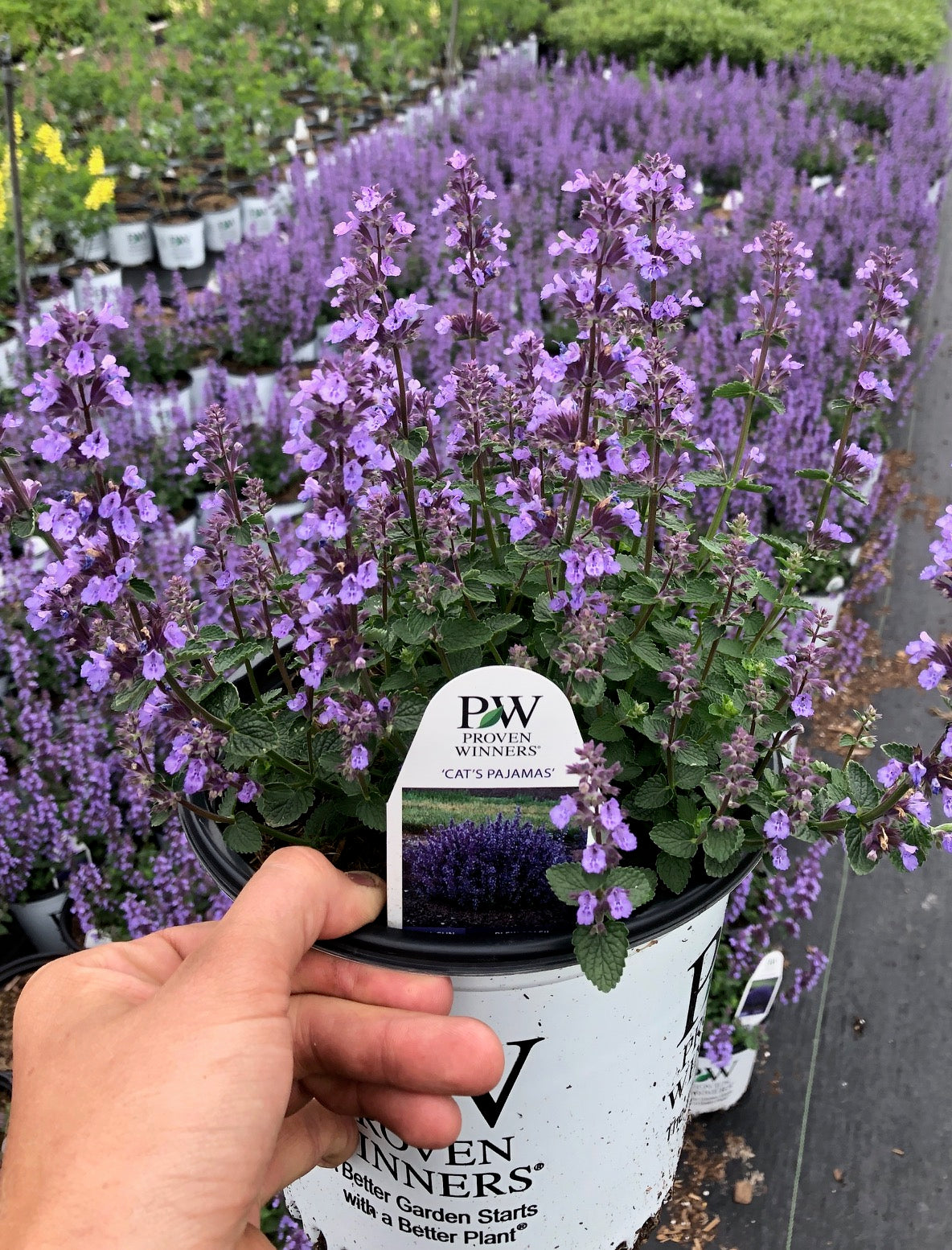 Nepeta faassenii Cat's Pajamas PP31127, CPBRAF Catmint