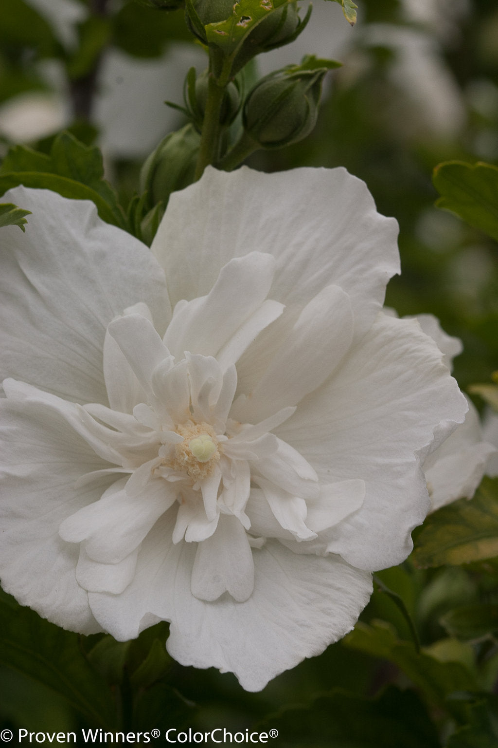 Hibiscus syriacus White Chiffon Notwoodtwo PP12612 White Chiffon Rose of Sharon