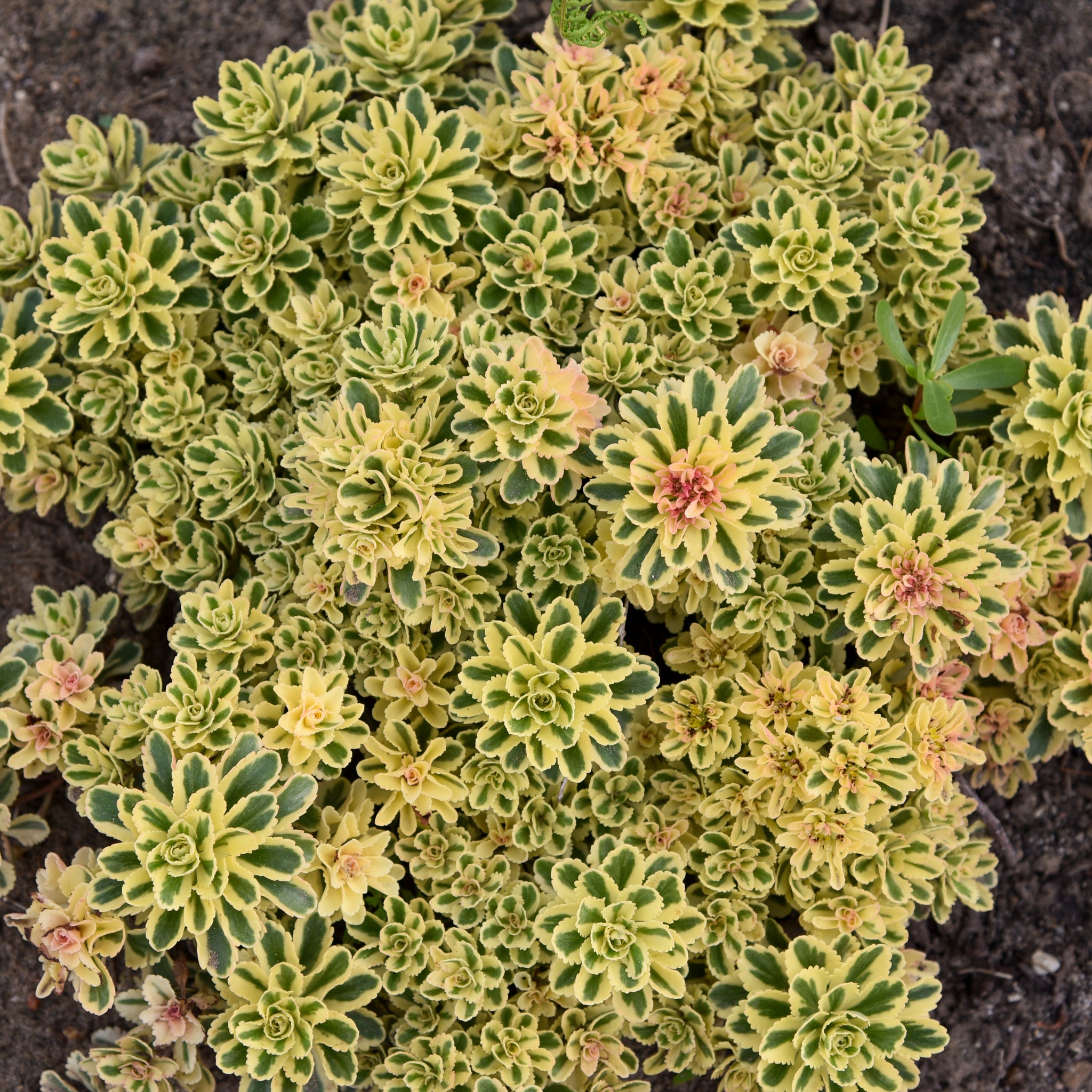 Sedum takesimense Atlantis Nonsitnal PP27454 Atlantis Stonecrop