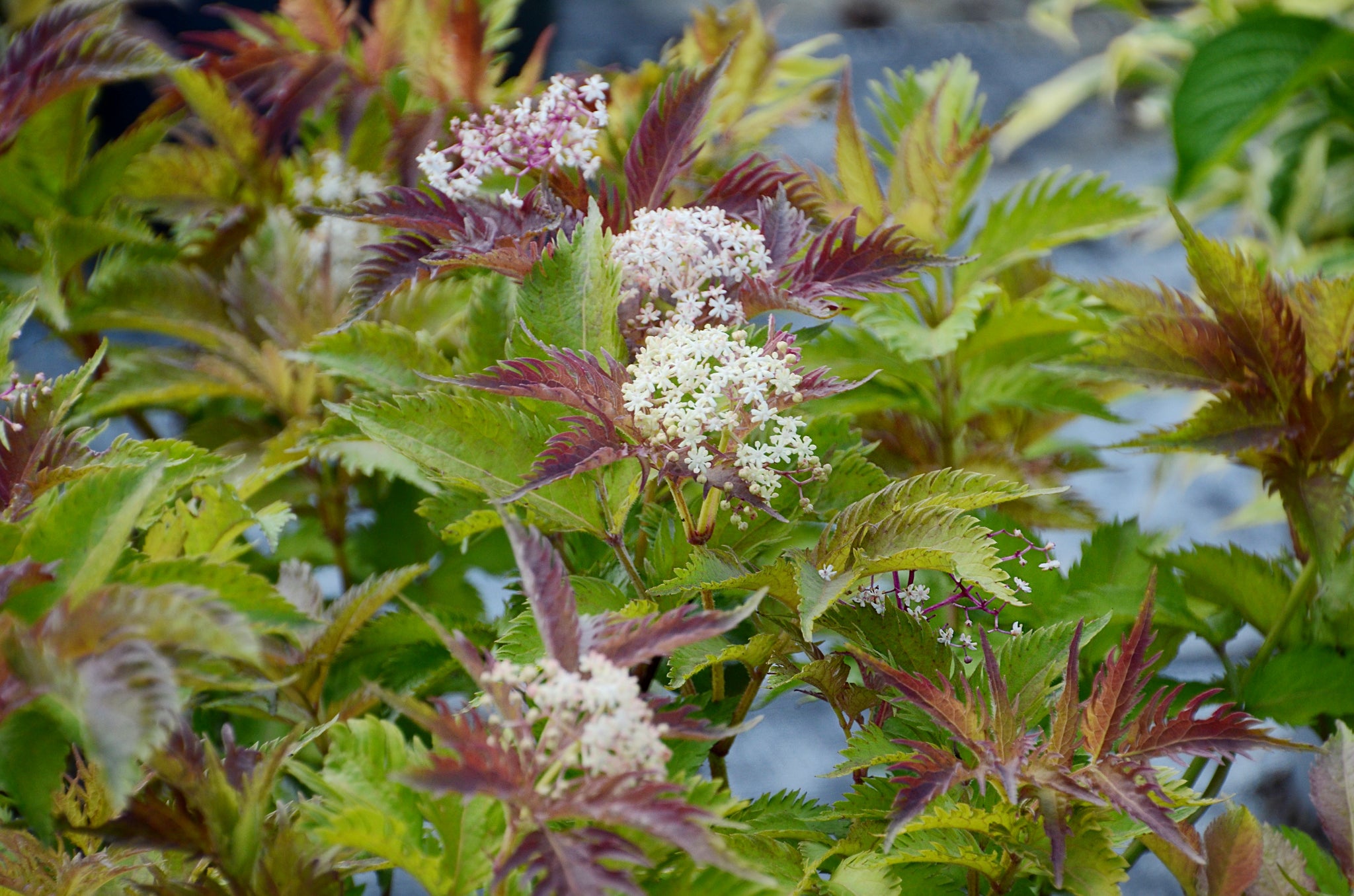 Sambucus nigra Serenade Serenade Elder
