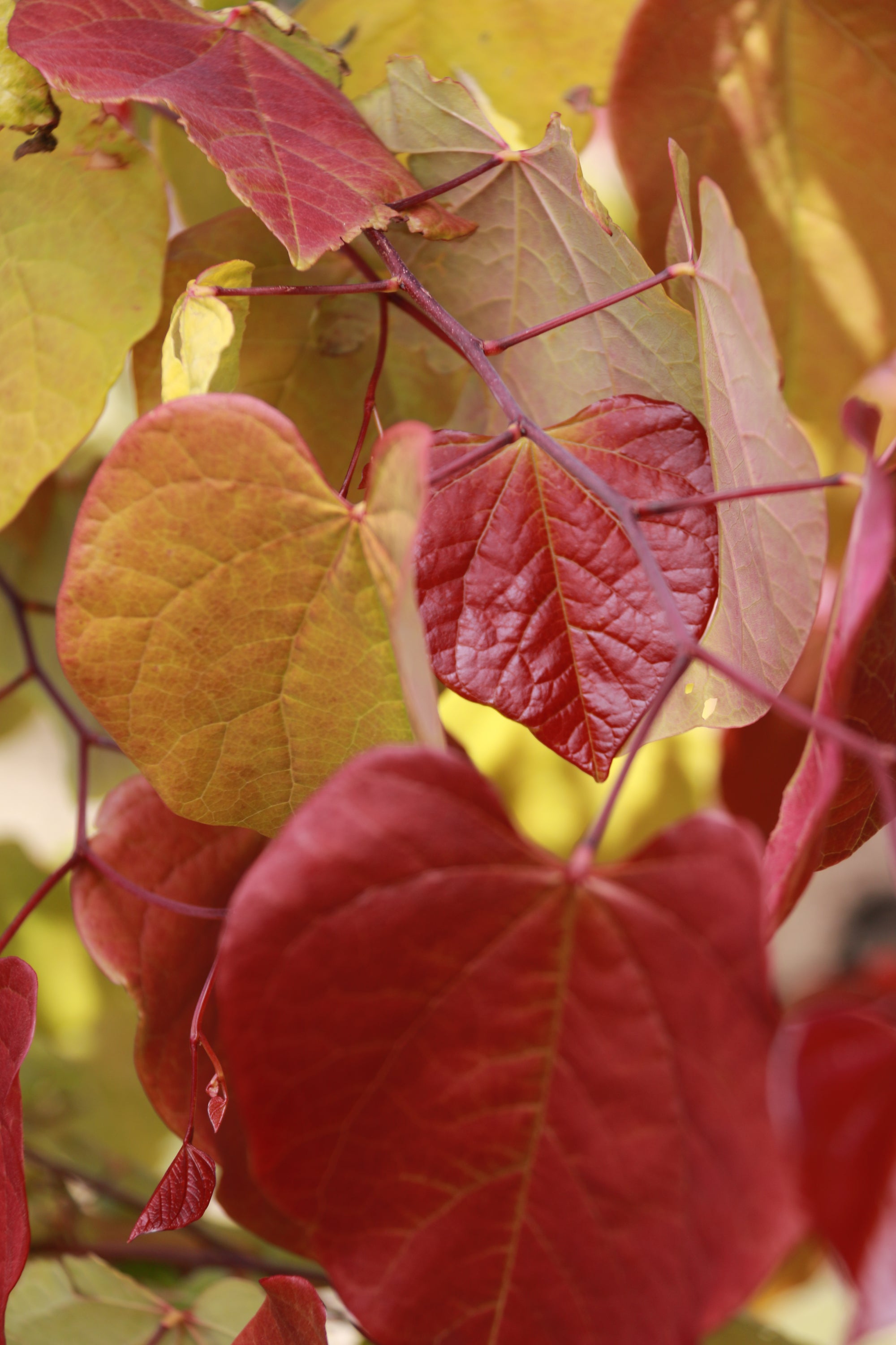 Cercis canadensis Flame Thrower NC2016 2 PP28627 Flame Thrower Redbud