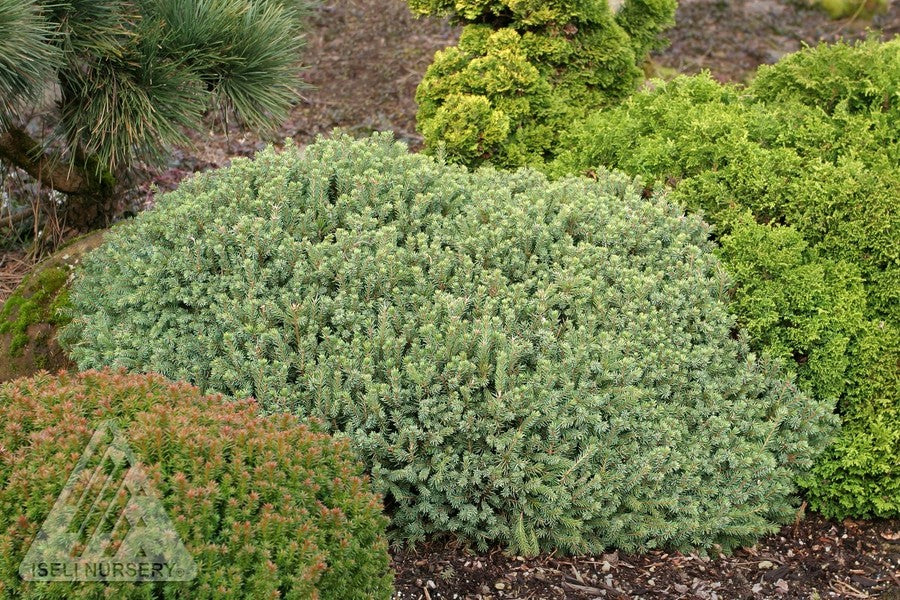 Picea glauca Echiniformis Hedgehog White Spruce