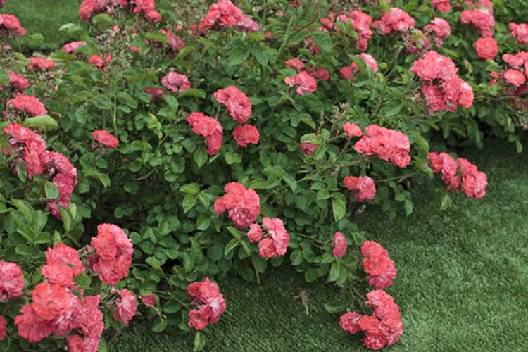 Rosa Coral Drift Meifrifora PP19148 CPBR4871 Coral Drift Rose
