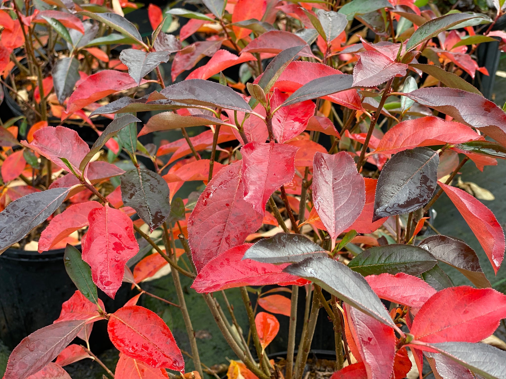 Aronia melanocarpa Low scape Snowfire SMNAMPEM USPP 34,116, Can PBRAF Low scape Snowfire Chokecherry