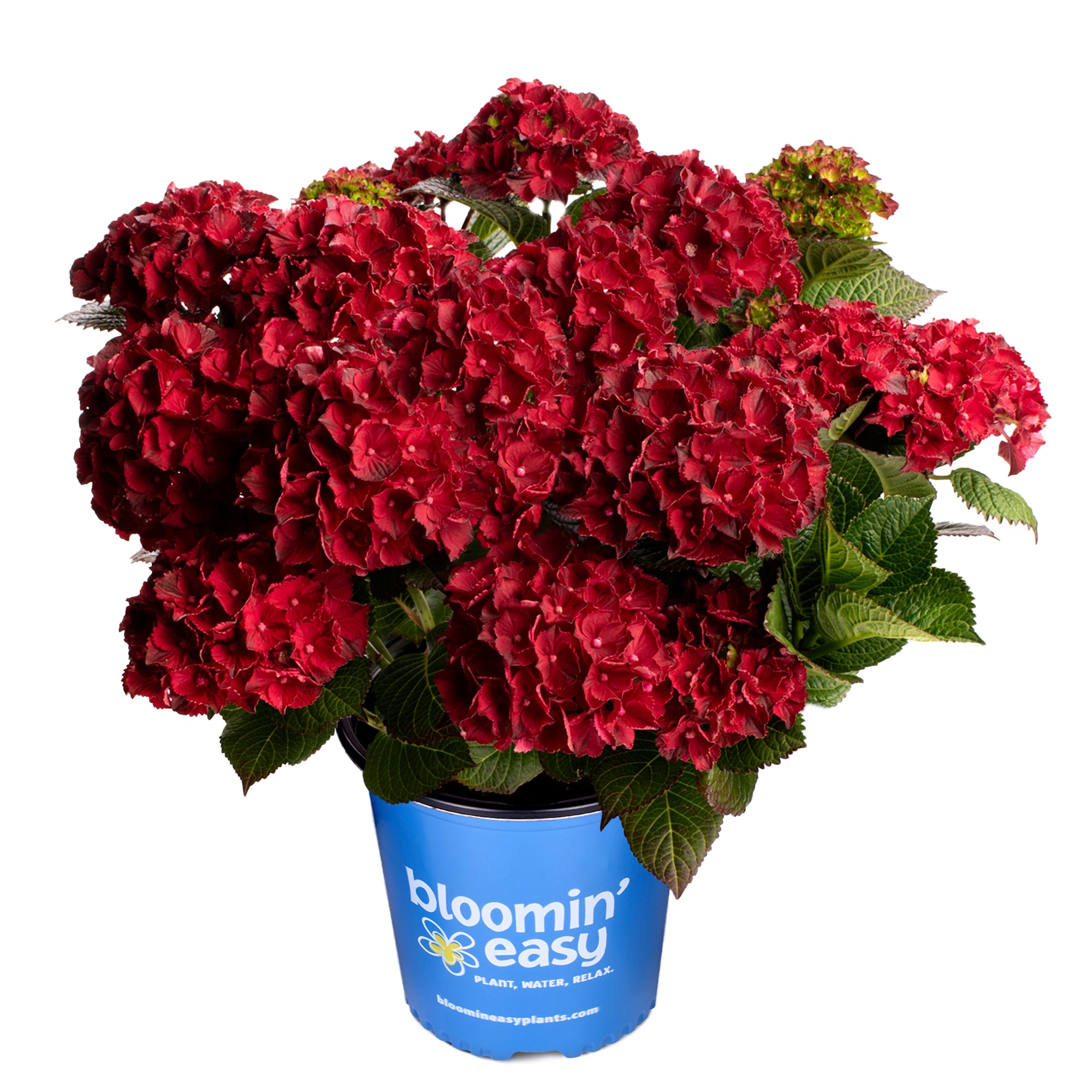 Hydrangea macrophylla Cherry Go Round Hokomaburlac USPPAF, CPBRAF Cherry Go Round Big Leaf Hydrangea