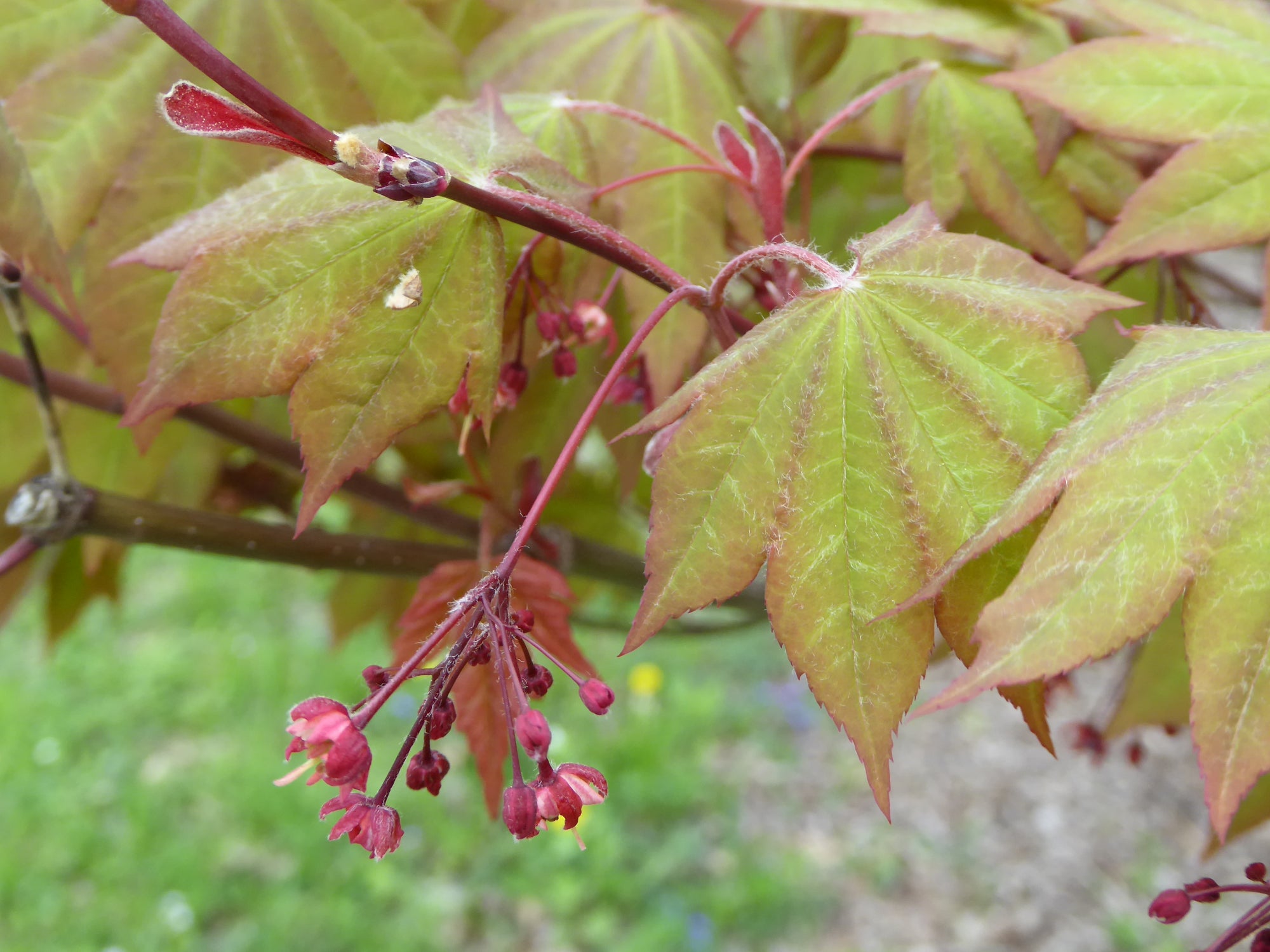Acer x Morning Starburst Morton UW Morning Starburst Maple