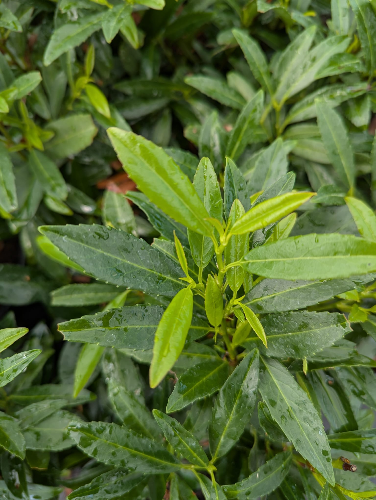 Prunus laurocerasus Sofia Sofia Cherry Laurel