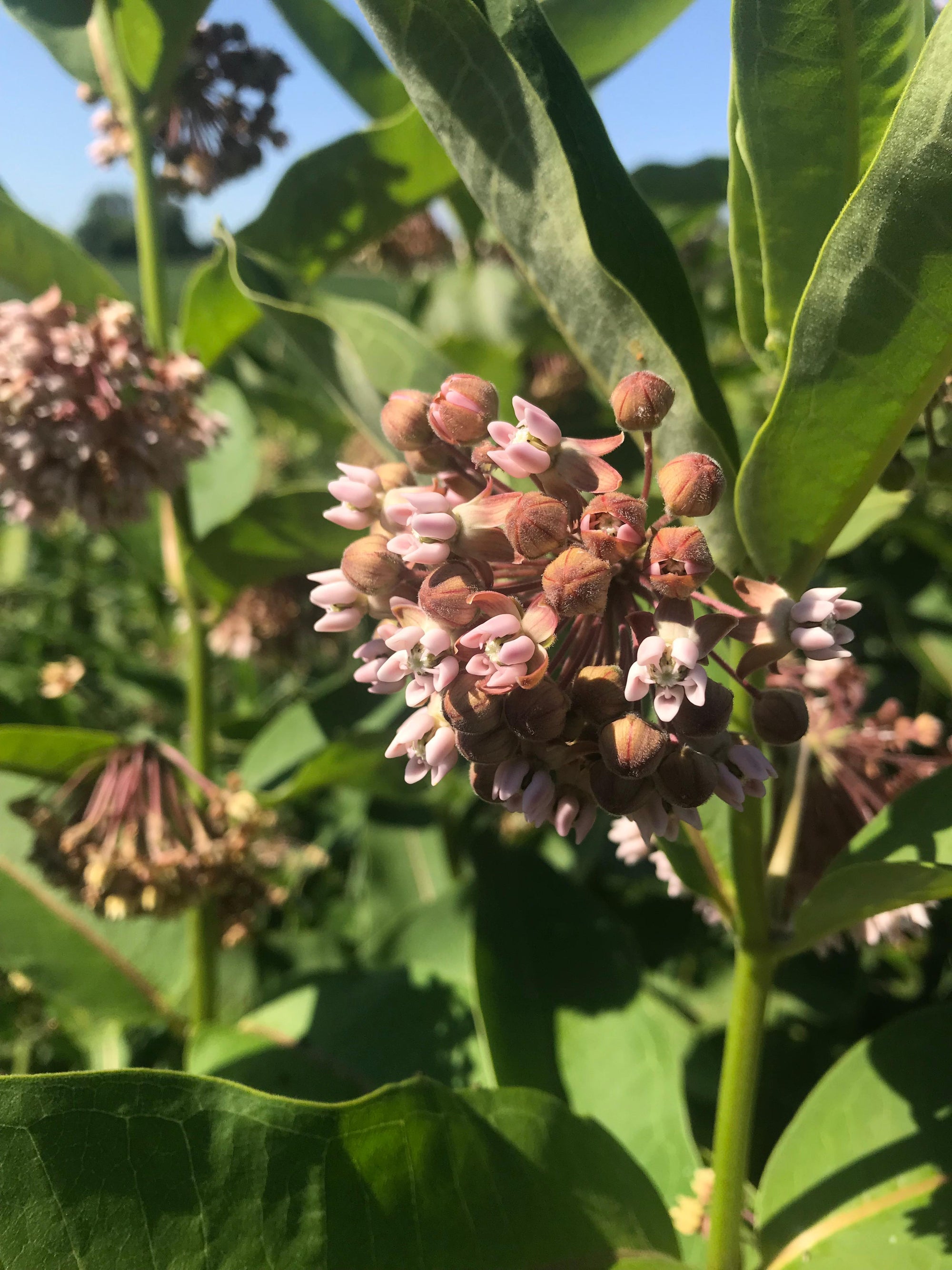 Asclepias incarnata Swamp Milkweed