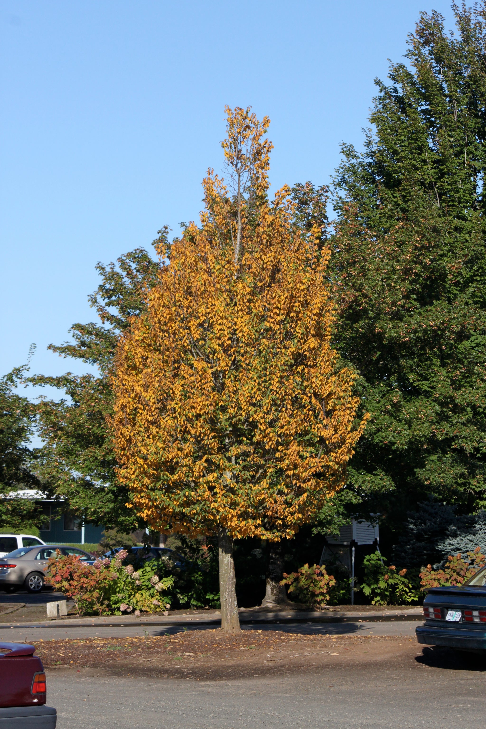 Carpinus betulus Emerald Avenue JFS KW1CB PP22814 Emerald Avenue Hornbeam