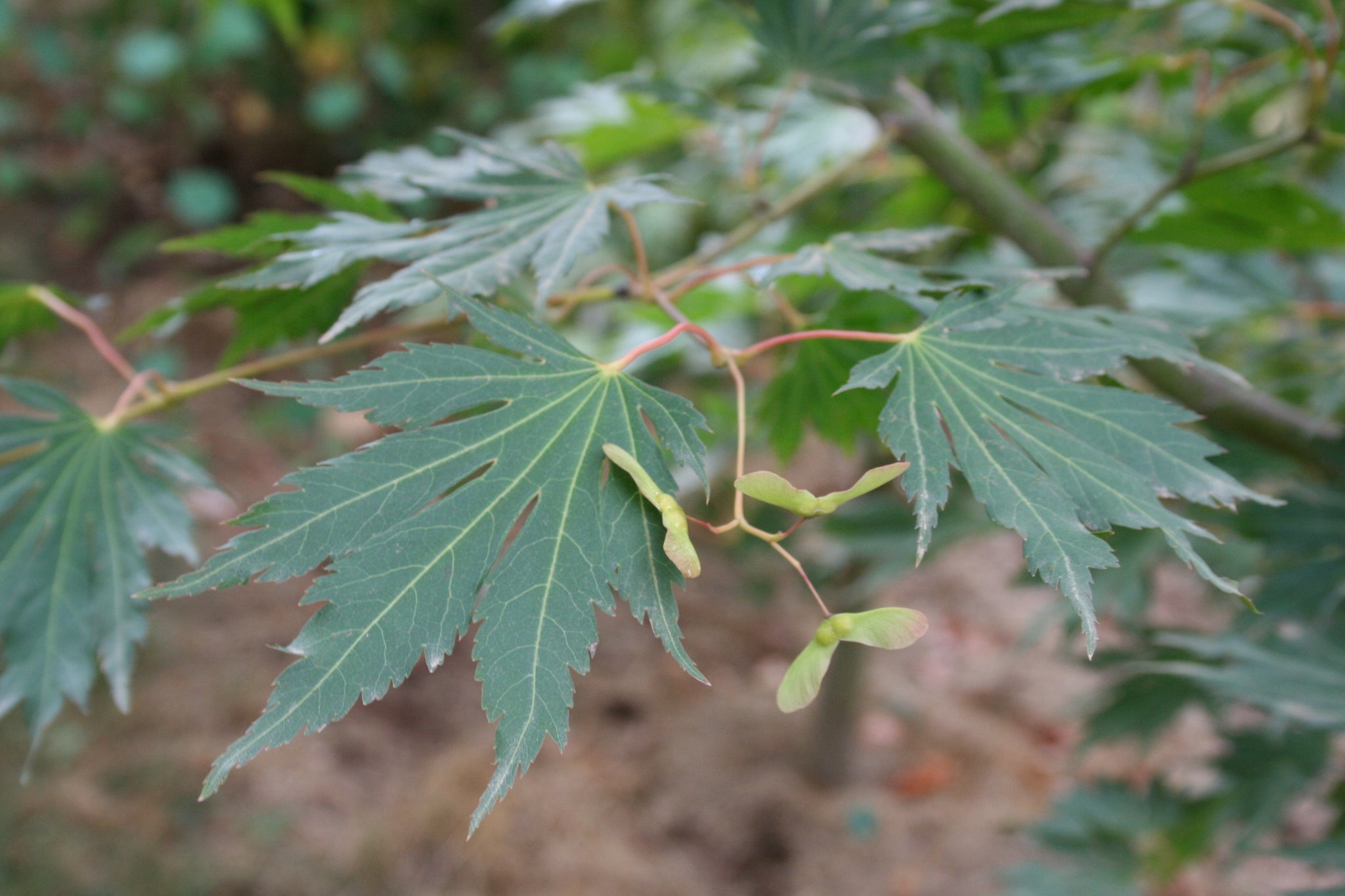 Acer pseudosieboldianum x palmatum Northern Glow Hasselkus Northern Glow Maple