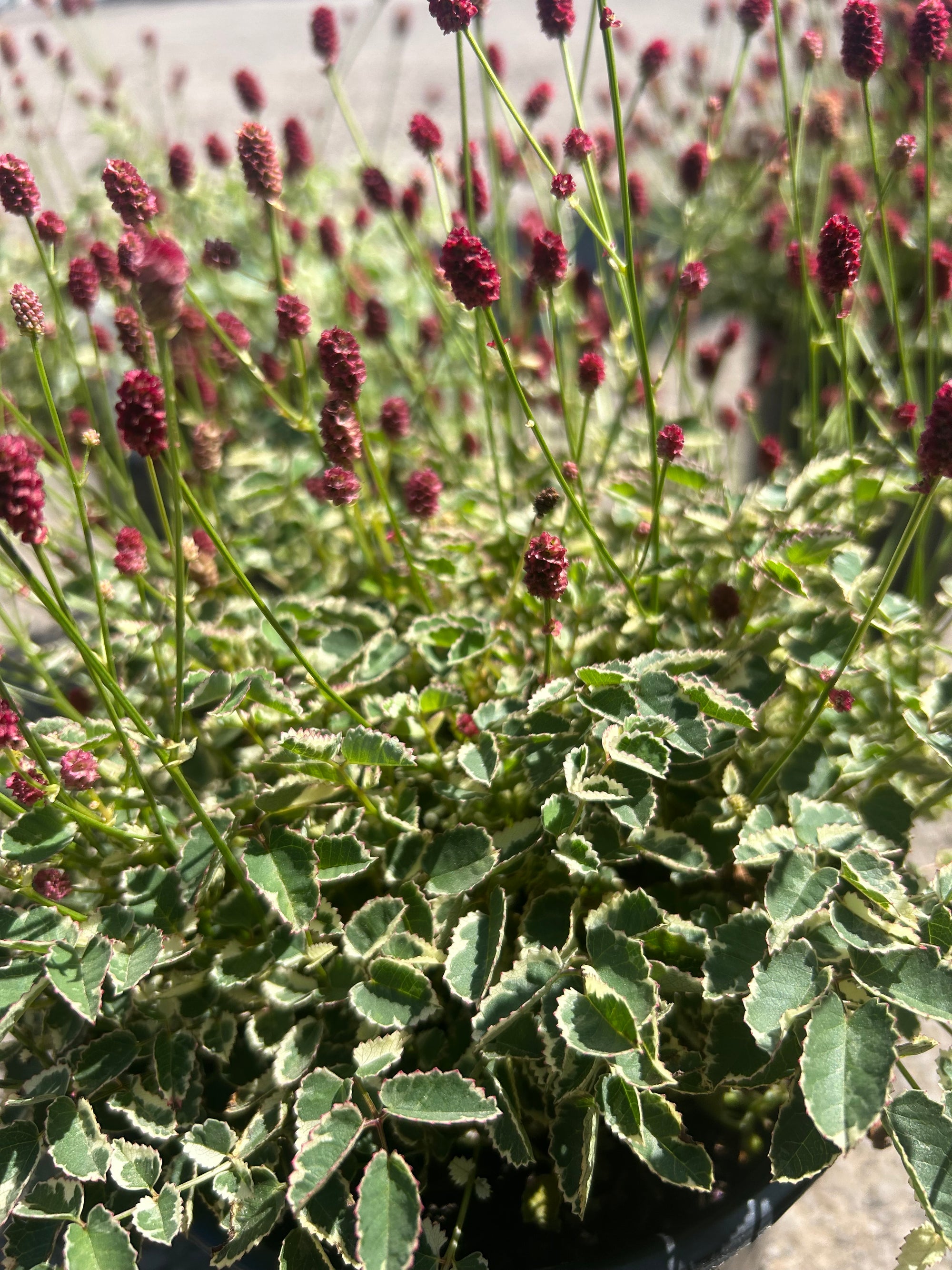 Sanguisorba off. var. mic. Little Angel Dwarf Burnet